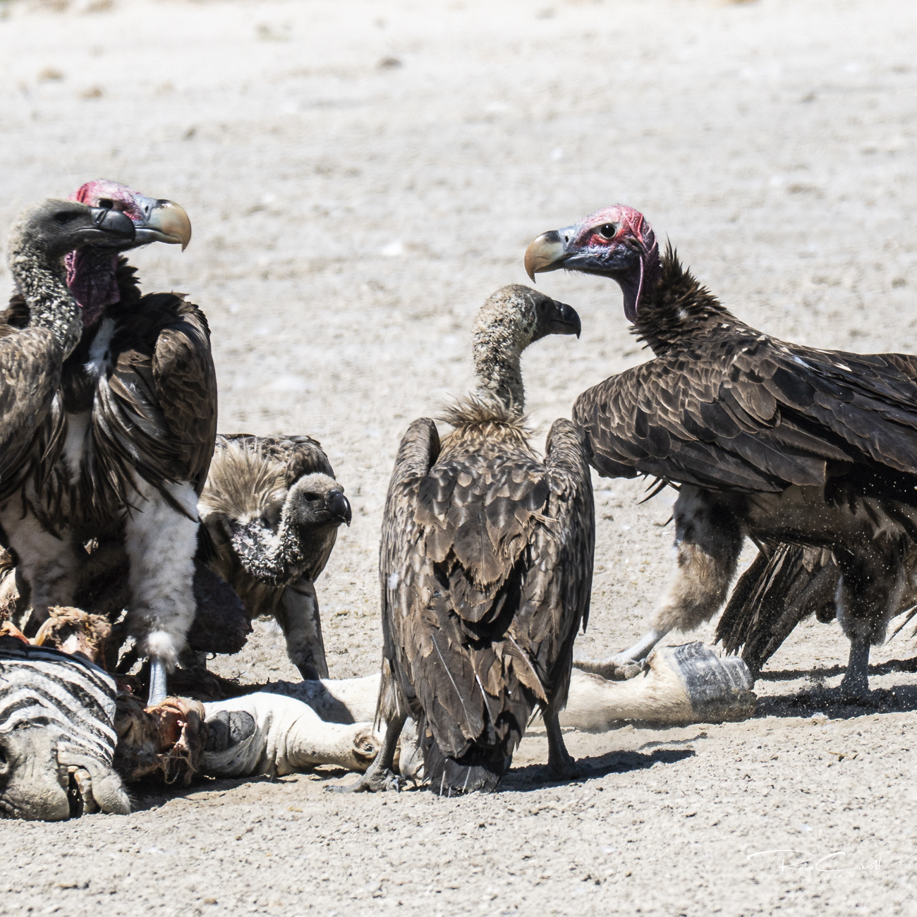 Vulture standoff